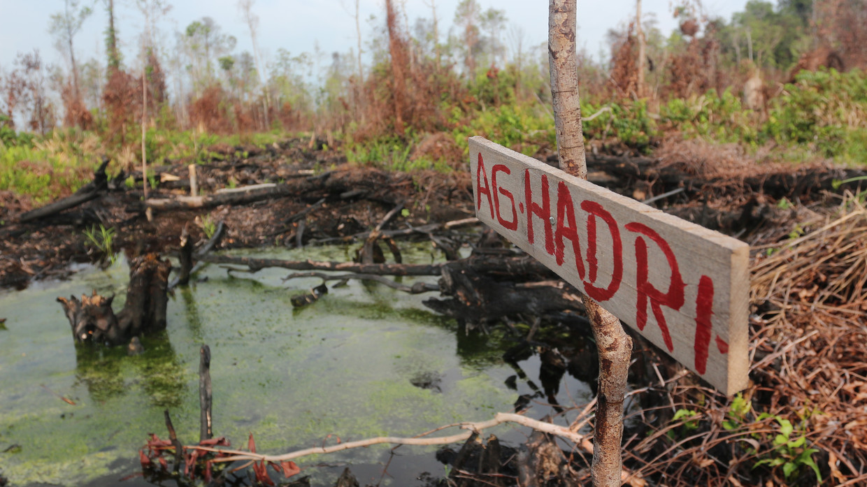Tientallen naambordjes van landbouwers staan in het zuidwesten van het bos, waar branden hebben gewoed. Beeld Narasi/Save Our Borneo