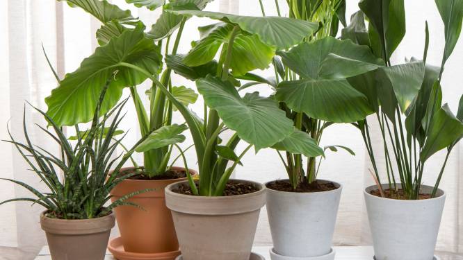 Lenteklus: hier moet je op letten wanneer je je planten verpot 