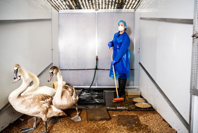 Er heerst vogelgriep - dat merken ze ook bij de opvang van Vogelklas Karel Schot in Rotterdam. Monique de Vrijer maakt een hok schoon.