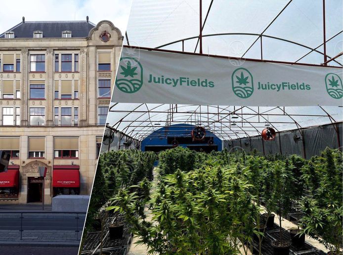 Het JuicyFields kantoor aan het Rokin 92 / zogenaamde JuicyFields cannabis plantages en opbrengst
