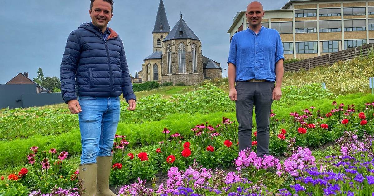 Kom gratis bloemen plukken onder de kerk in Opglabbeek Oudsbergen