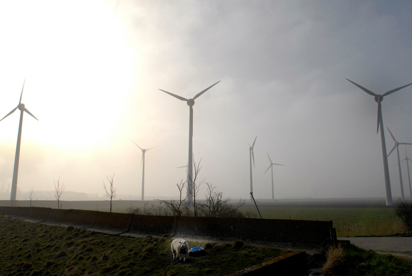 De windmolens van energiebedrijf Delta die al in de Anna Mariapolder tussen Ossendrecht en Rilland staan.