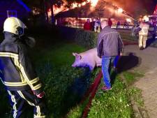 Quotes van de week: over brand varkensstal, Joey Hoffmann en de gevaarlijke herenfiets 