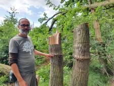 Vandalen vernielen 65 bomen in natuurge­bied Turnhout: ‘De haat moet diep geworteld zitten’
