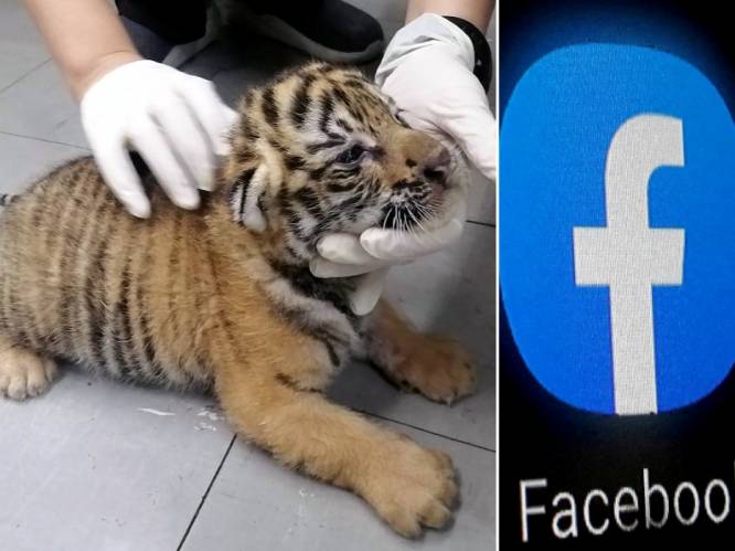 De illegale verkoop van wilde dieren blijft floreren op Facebook