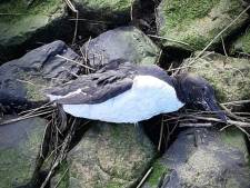 Zeevogels verzwakt door zware stormen: ‘Mevrouw, er zit hier een zieke pinguïn’