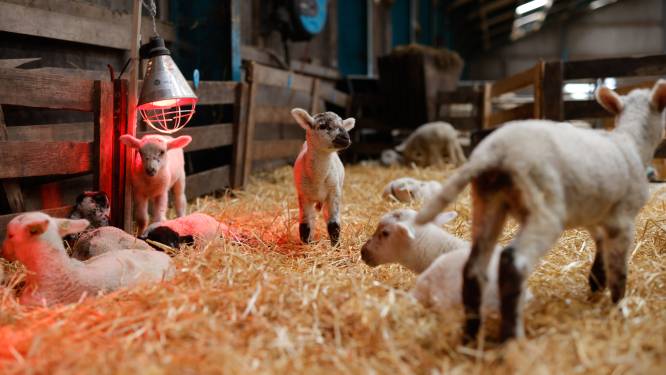 Het is lente in de schapenstal van Luc (25): ‘140 nieuwe lammetjes op een dag is heel gewoon!’