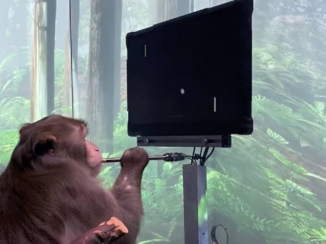 15 apen van Elon Musks start-up Neuralink overleden na hersenimplantaten
