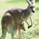 Het diepe, donkere geheim van Australië: de barbaarse jacht op kangoeroes