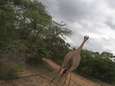 Une girafe sauvée d'un piège de braconniers en Afrique du Sud