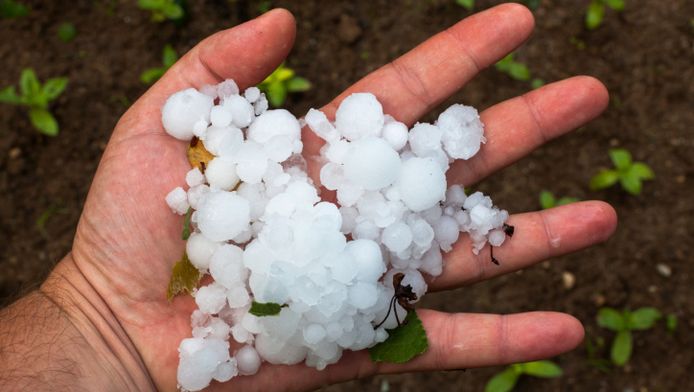 suriname getroffen door zeer zeldzame