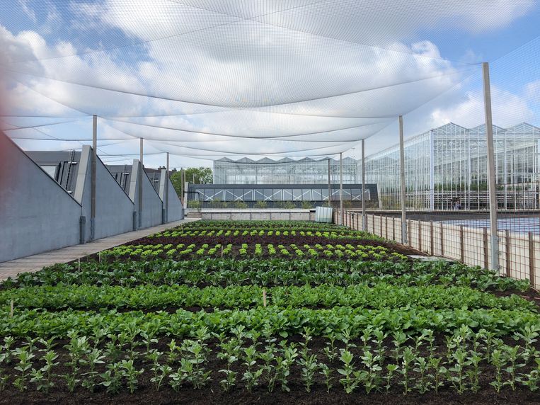 De Slachthuis Boerderij levert alleen aan lokale restaurants en supermarkten om ecologische voetafdruk klein te houden. Beeld BELGAONTHESPOT