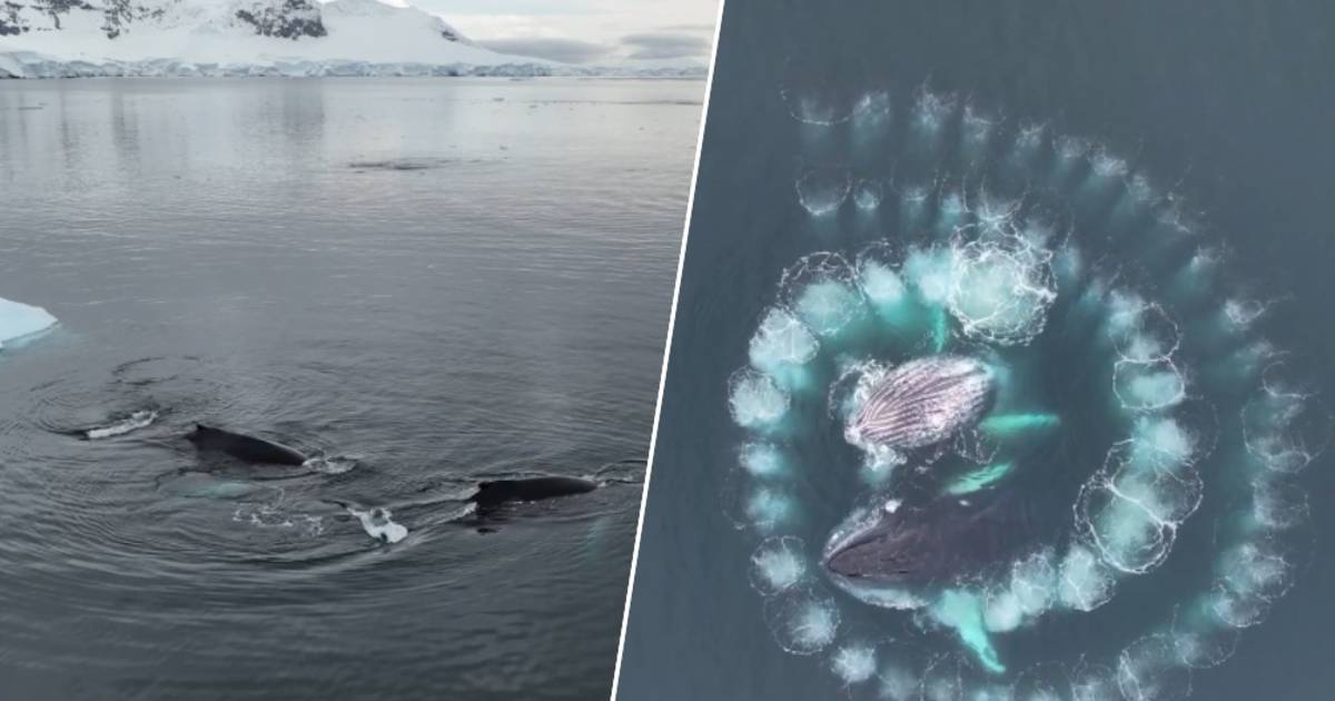 look.  Dutch photographer (28 years old) captures an amazing natural phenomenon in Antarctica: Humpback whales catch fish using “bubble nets” |  the animals