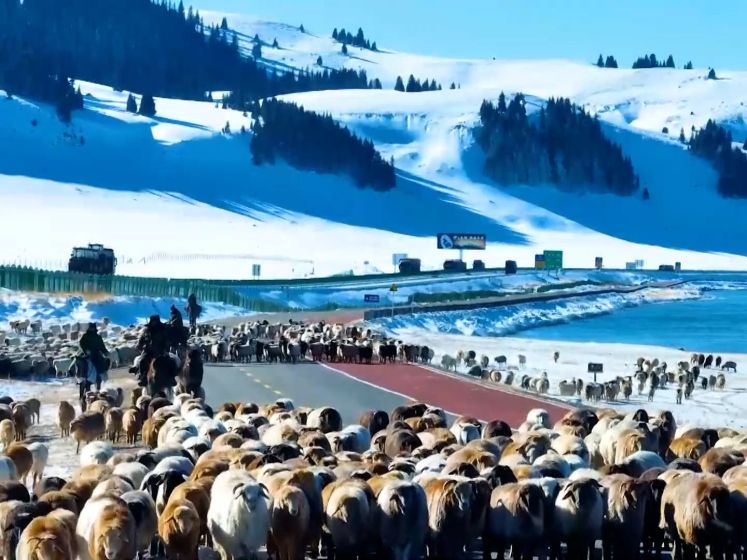 Luchtbeelden tonen bijzondere tocht van kudde schapen