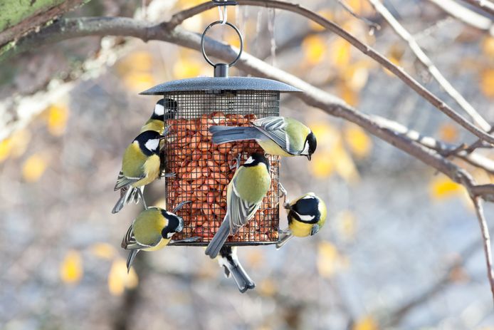 Niet al het vogelvoer dat je in de rekken vindt is zo onschuldig. Experts vertellen hoe je de vogels in je tuin de winter door kan helpen en wat je beter niet doet.