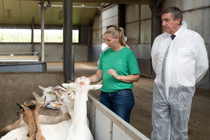 De melkgeitenboerderij van Kurt Tilburgs en Liesje Van Loon