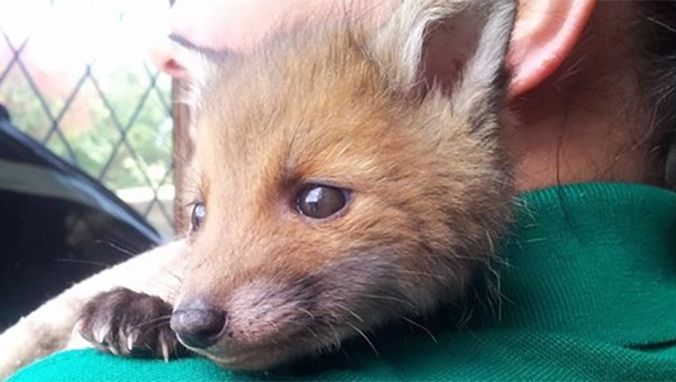 Il Sauve Un Bebe Renard De La Cruaute Humaine Monde 7sur7 Be