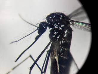 In twee maanden drie denguepatiënten op Curaçao overleden