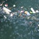 Microplastics vervuilen zelfs de meest afgelegen delen van de oceanen