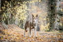 Themabeeld: een Saarlooswolfhond van Lisa van Hoof (40) uit Essen-Wildert. Noot: het is niet deze wolfhond die de waarnemingen van de echte wolf vertroebelt.