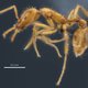 Deze mier kreeg de eerste genderneutrale wetenschappelijke naam