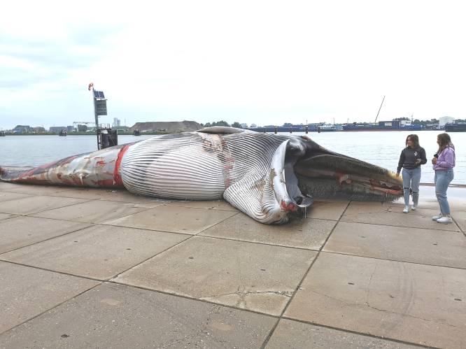 Dode walvis uit haven Terneuzen gehaald