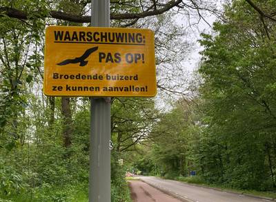 Wandelaar aangevallen door buizerd in natuurgebied De Maashorst, tweede aanval binnen twee weken