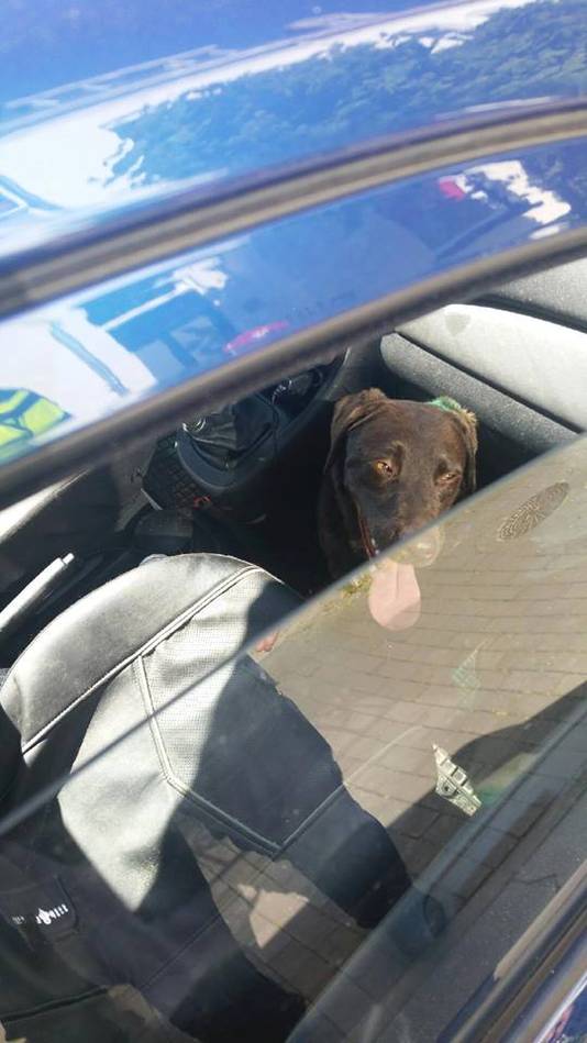 De hond in de auto.