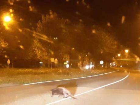Politie blokkeert weg in Lelystad: bever kan veilig oversteken