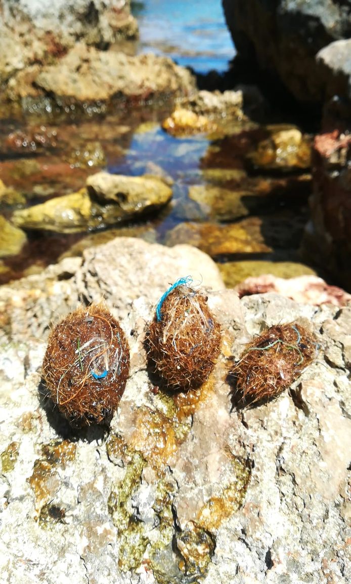 Onderwater zeegras in kustgebieden over de hele wereld lijkt stukjes plastic vast te houden in natuurlijke bundels van vezels die bekend staan ​​als 'Neptune balls'.