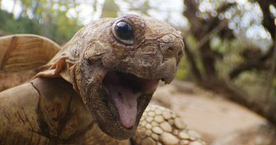 Brit redt leven van schildpad met mond-op-mondbeademing
