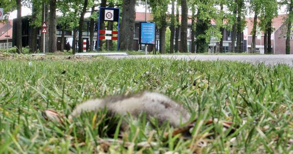 Steeds meer dierenmishandeling in Twente? Statenlid wil opheldering na aanrijding eendjes in Tubberg