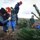 De ‘kerstboomschaamte’ te lijf op een akker in Vierakker: ‘Het is toch niet meer van deze tijd dat we levende bomen afzagen’
