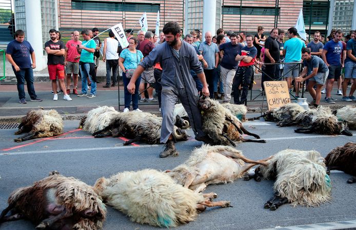 Een Franse schaapherder protesteert in 2019 tegen de aanwezigheid van beren door dode schapen mee te nemen naar een demonstratie.