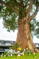 Bloemen en kaarsjes voor overleden Dordtse Johnny die afgelopen zaterdag uit een boom viel. Op de plek is een herdenkingsplek ontstaan.