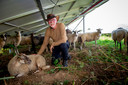 Herder Harrie Jansen van schaapskudde De Belhamel is blij dat het project om zijn schapen op het zonnepark Elzenbos te laten grazen nu definitief doorgaat.