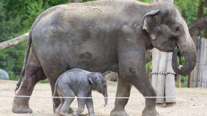 Baby-olifantje in Pairi Daiza valt letterlijk om van de slaap | Dieren ...