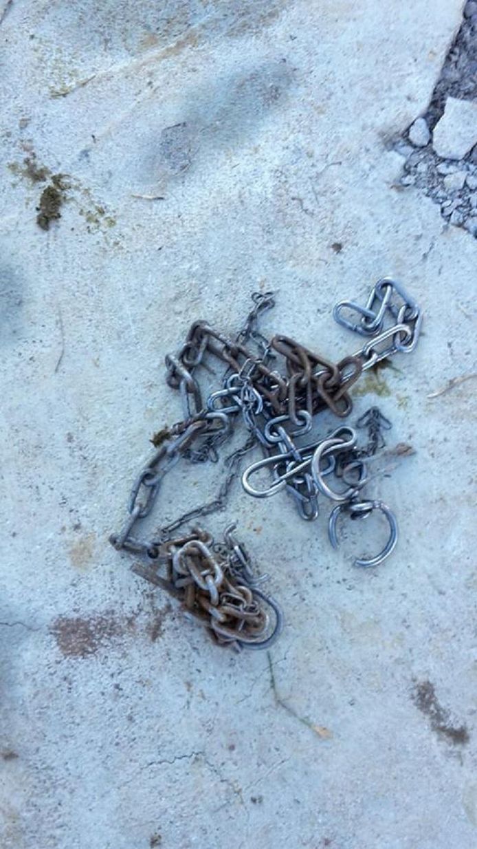 Four Paws International Facebook