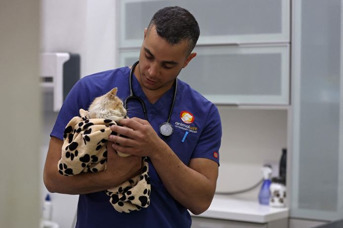 Arts Kostis Larkou verzorgt een kat die lijdt aan Feline Infectieuze Peritonitis (FIP).