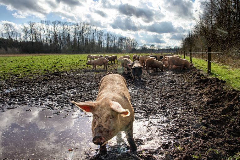 Geen provincie heeft meer varkens en kippen dan Noord-Brabant. Heet hangijzer is hier dan ook landbouwbeleid, vooral omtrent stikstof. Beeld Hollandse Hoogte / Dolph Cantrijn