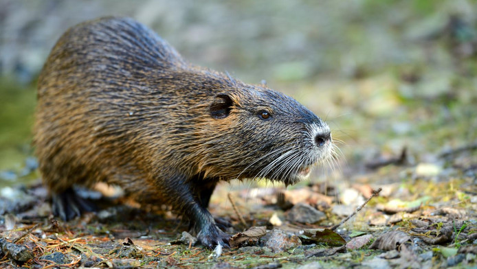 Muskusratten teisteren Wijk bij Duurstede | Utrecht | AD.nl