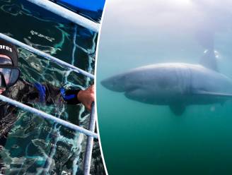 Vlaamse fotograaf reist naar een van beste plekken ter wereld om witte haai te spotten maar het gaat niet helemaal zoals verwacht