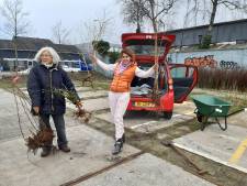 Hagenaars kunnen gratis kleine boompjes ophalen in de Binckhorst