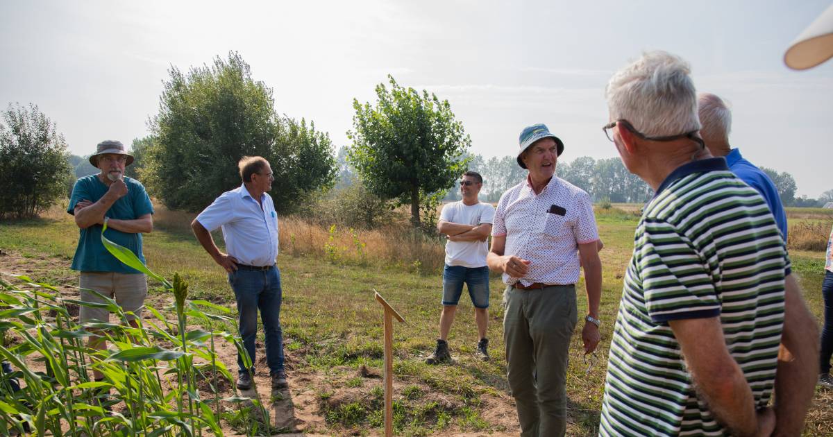 Groene stengels onder een verzengende zon: sorghum is een gewas van de toekomst - AD
