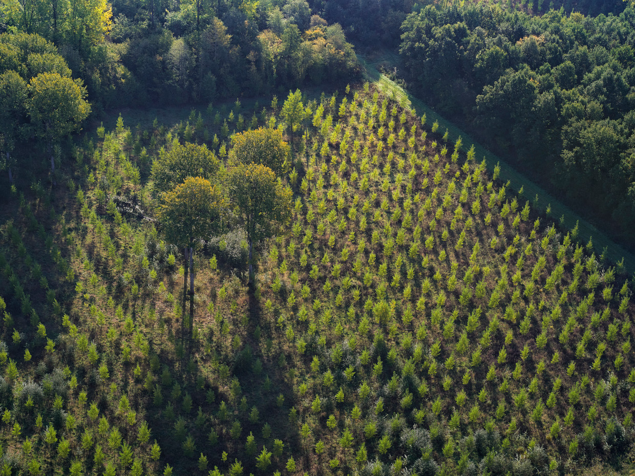 alleen bomen planten om te compenseren niet is