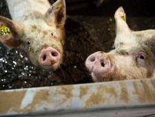 Varkensboer uit Wintelre eist geld van provincie