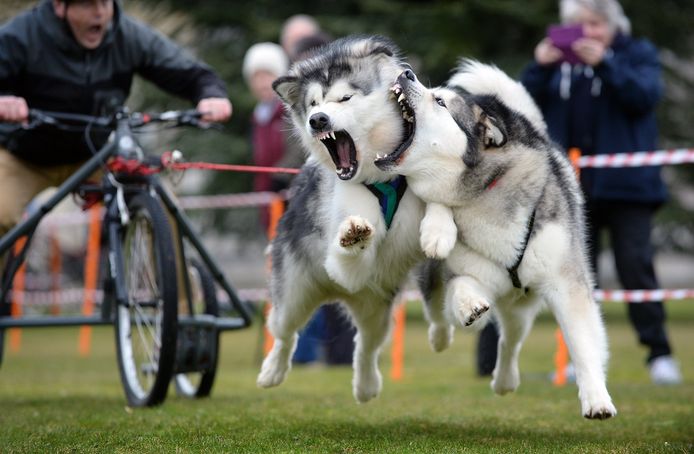 Engelse husky's aan het werk tijdens de Phoenix Winter Games. Deze race wordt speciaal georganiseerd voor Engelse militairen die door of tijdens hun dienstplicht gewond zijn geraakt. Foto Shane Wilkinson