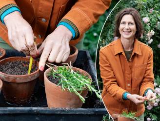 Zaaien, splitsen of stekken: onze tuinexperte legt uit hoe je zelf makkelijk planten kweekt