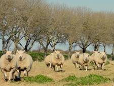 MIJN FOTO | Uitgelaten schapen 