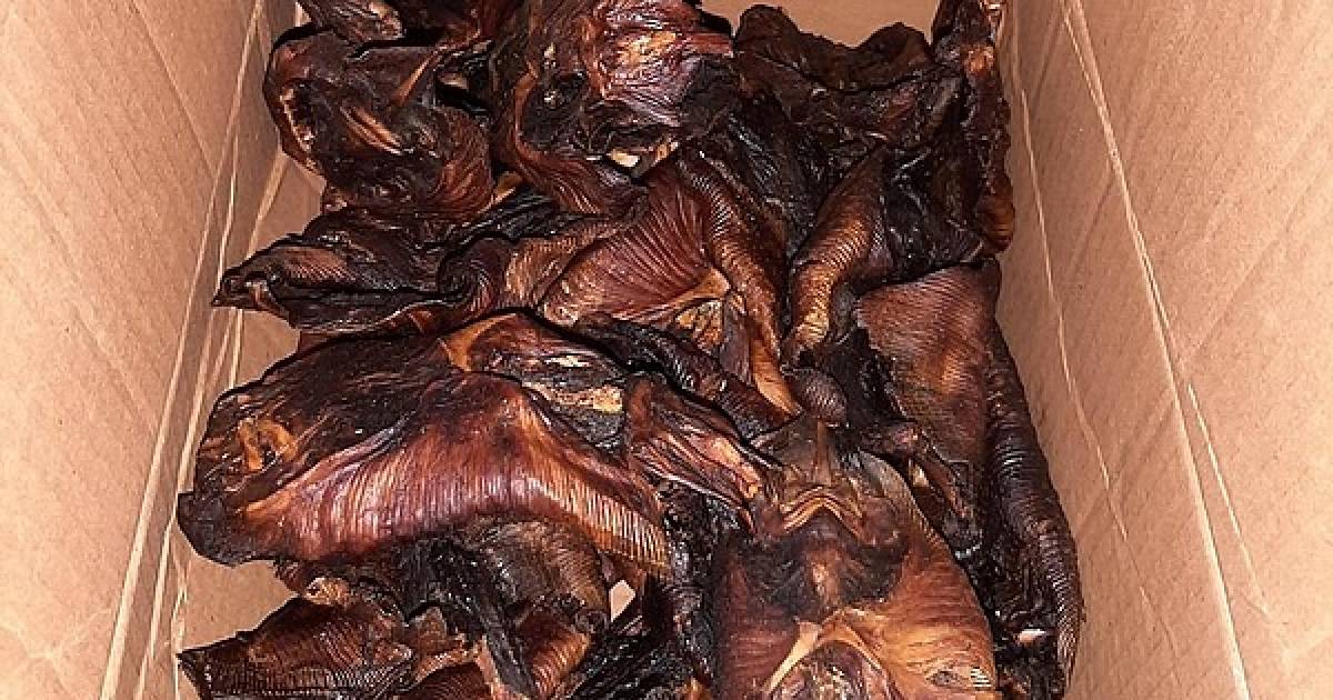 German police make a strange catch: tons of fried fish and bats in the cargo space of a truck |  outside